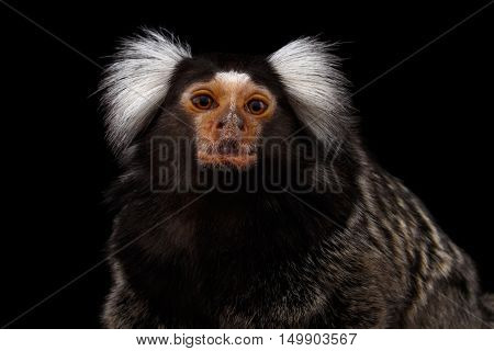 Close-up portrait of Cute monkey Common Marmoset, Callithrix jacchus Isolated Black background