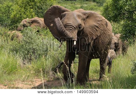 Female Elephant at The Pilanesberg Park South Africa