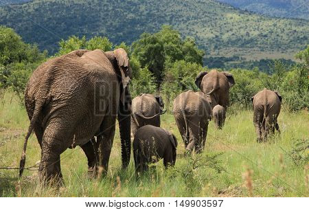 Herd of Elephants walk off in The Pilanesberg Reserve South Africa