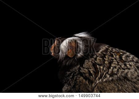 Close-up Profile portrait of Cute monkey Common Marmoset, Callithrix jacchus with Huge Ears Isolated Black background