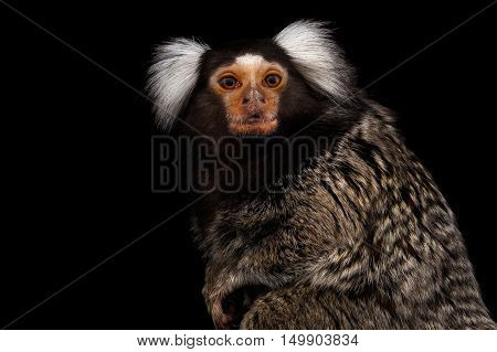 Close-up portrait of Cute monkey Common Marmoset, Callithrix jacchus Isolated Black background