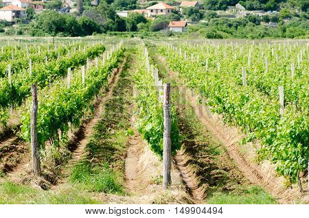 Beautiful green vineyard in Bosnia. Green landscape.