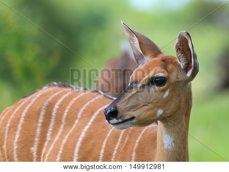 Female Kudu at The Kruger National Park South Africa