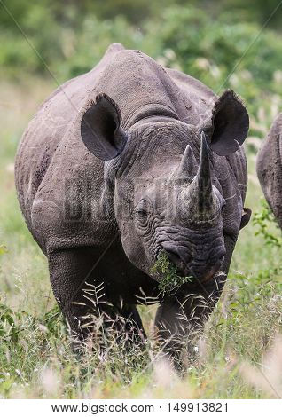Black Rhino grazing at The Kruger National Park South Africa