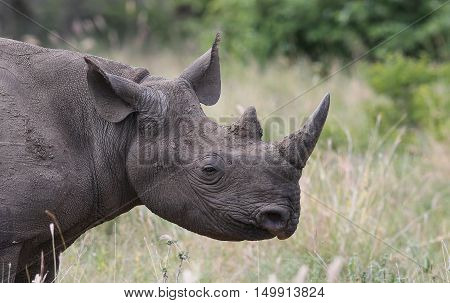Black Rhino at The Kruger National Park South Africa