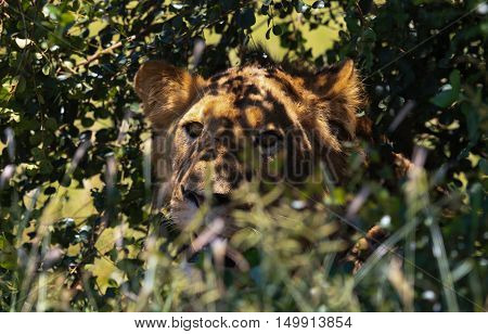 Lioness camouflaged in the shade in The Kruger National Park South Africa