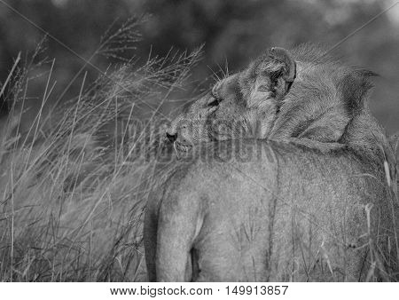Lioness looks for possible prey at the Krugar National Park in South Africa.