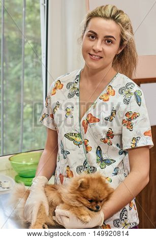 Veterinarian Tickling a pomeranian Dog at veterinary clinic