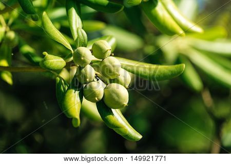 Oleaster shrub with olive like fruit common live fencing plant on Adriatic coast region