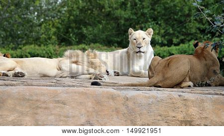 Lion Group With Great White Lioness