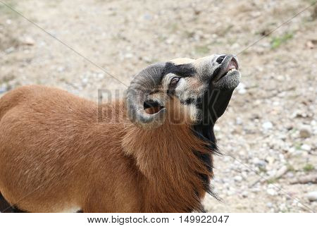 Ram With Large Curved Horns While Cry