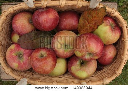 ripe red apples in basket on background of green grass
