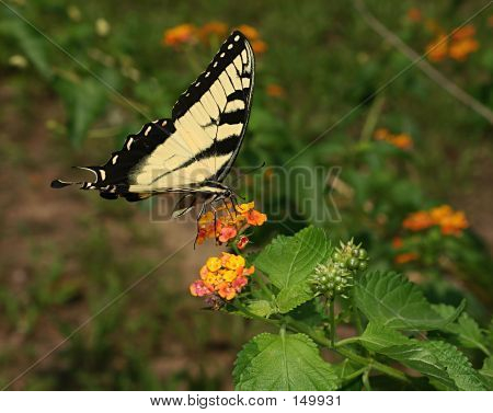 Butterflies0057