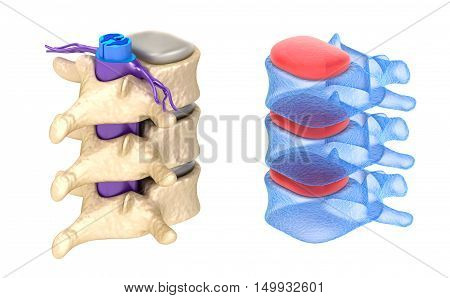 Spine x-ray view isolated on white,3D render