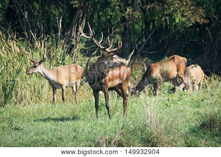 Red deer in runting season beautiful picture