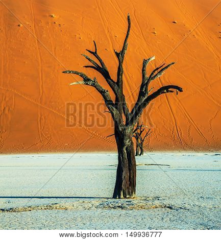 Orange dune and dried trees. Evening. The bottom of dried lake Deadvlei. Ecotourism in Namib-Naukluft National Park, Namibia