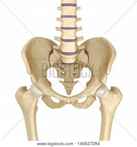 Pelvic area anatomy 3d render, isolated on white