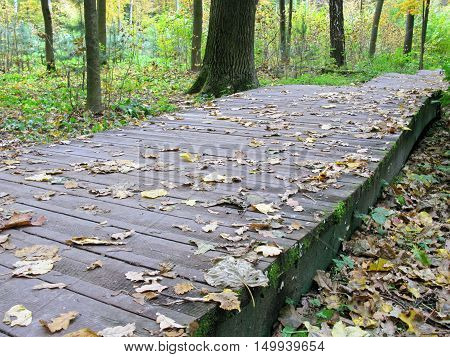 Autumn. Wooden walkway in the park. Nature.
