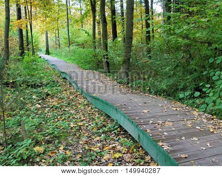 Autumn. Wooden walkway in the park. Nature.