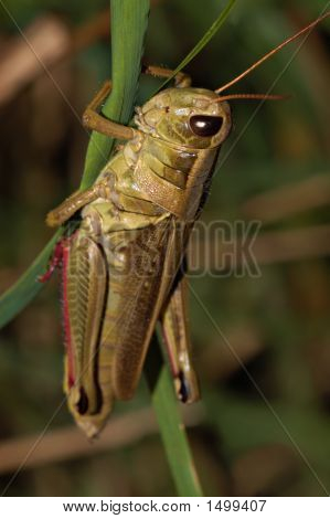Grasshopper9
