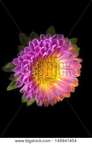 Single pink dahlia isolated on black background. Flower shine from inside. Beautiful concept image for web banner or wallpaper
