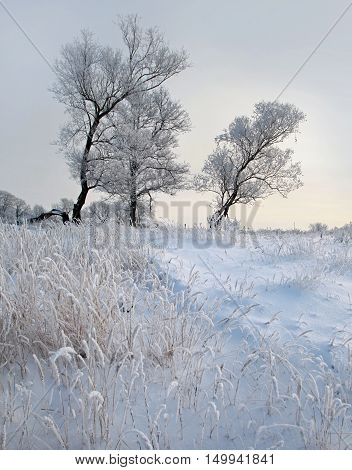 Winter Day
