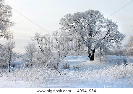Winter Day