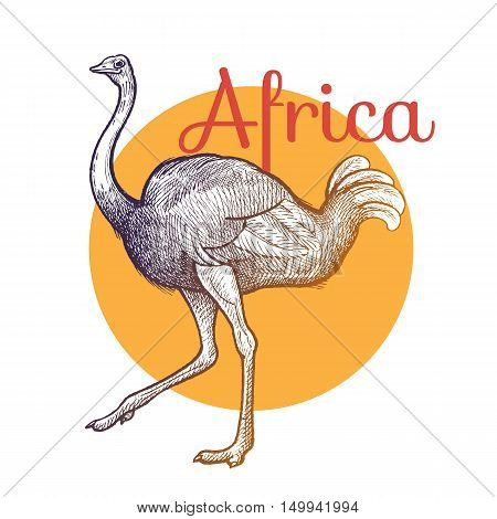 African animals. Ostrich bird. Illustration Vector Art. Style Vintage engraving. Hand drawing.