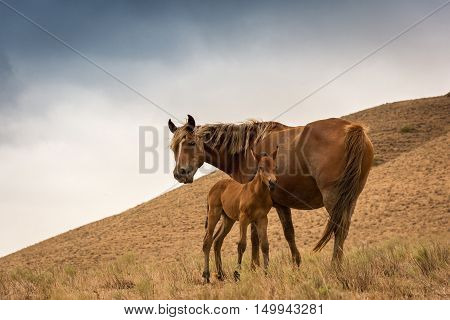 Mare and foal red suit standing on the hillside against the backdrop of a cloudy sky