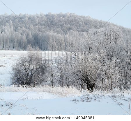 Winter Day