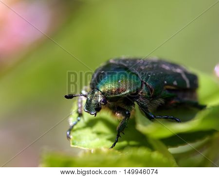 Green Maybug