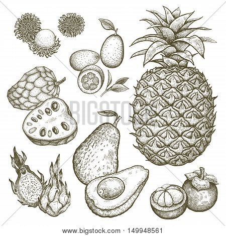 Kumquat pineapple dragonfruit rambutan mangosteen cherimoya avocado. Black and white exotic fruit illustration. Vector hand drawing isolated on white background. Style vintage engraving.