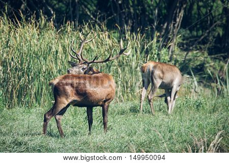 Red deer in mating season beautiful picture