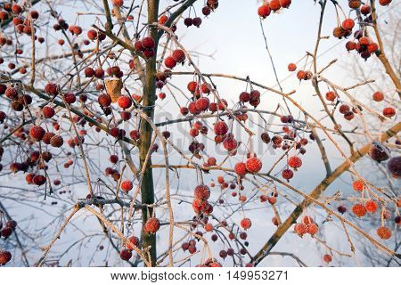 Rowan