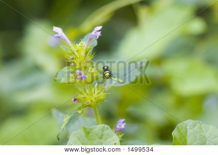 Bug colorato