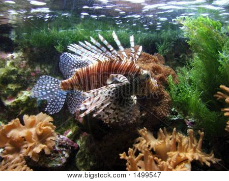 土耳其鱼或者 ' Pterois Volitans'