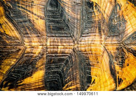 Texture of turtle shell can be used for natural background
