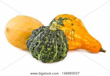 pumpkins decorative colorful various gourds ornamental assorted