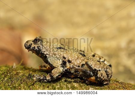profile view of yellow bellied toad full length ( Bombina variegata )