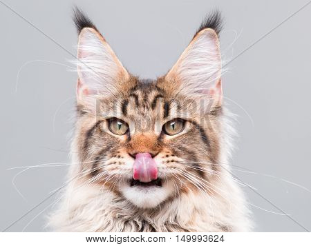 Portrait of domestic black tabby Maine Coon kitten - 5 months old. Funny striped kitty licking nose and looking at camera. Beautiful young cat is washing itself, showing tongue on grey background.