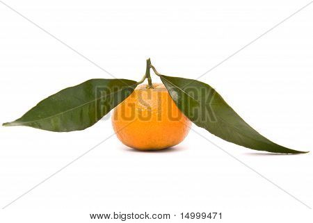Mehukas Tangerine eristetty valkoisella taustalla.
