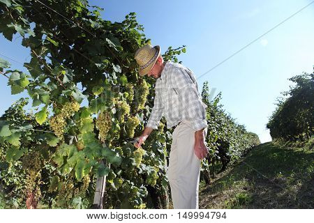 Grapes harvest Winemaker in vineyard, autumn season