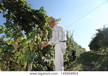 Grapes harvest Wine maker in vineyard, autumn season