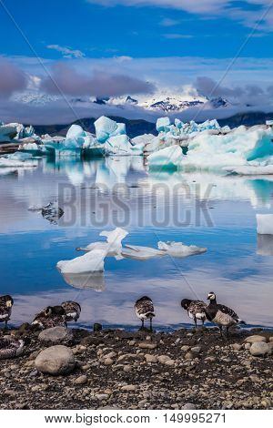 Magnificent summer morning in an ocean Ice lagoon with floating ice floes. On a coastal edge flock of birds - brents of Branta leucopsis. Summer in Iceland