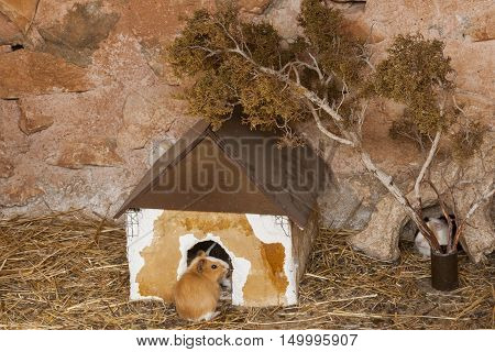 Multicolor Humster in a house with a tree