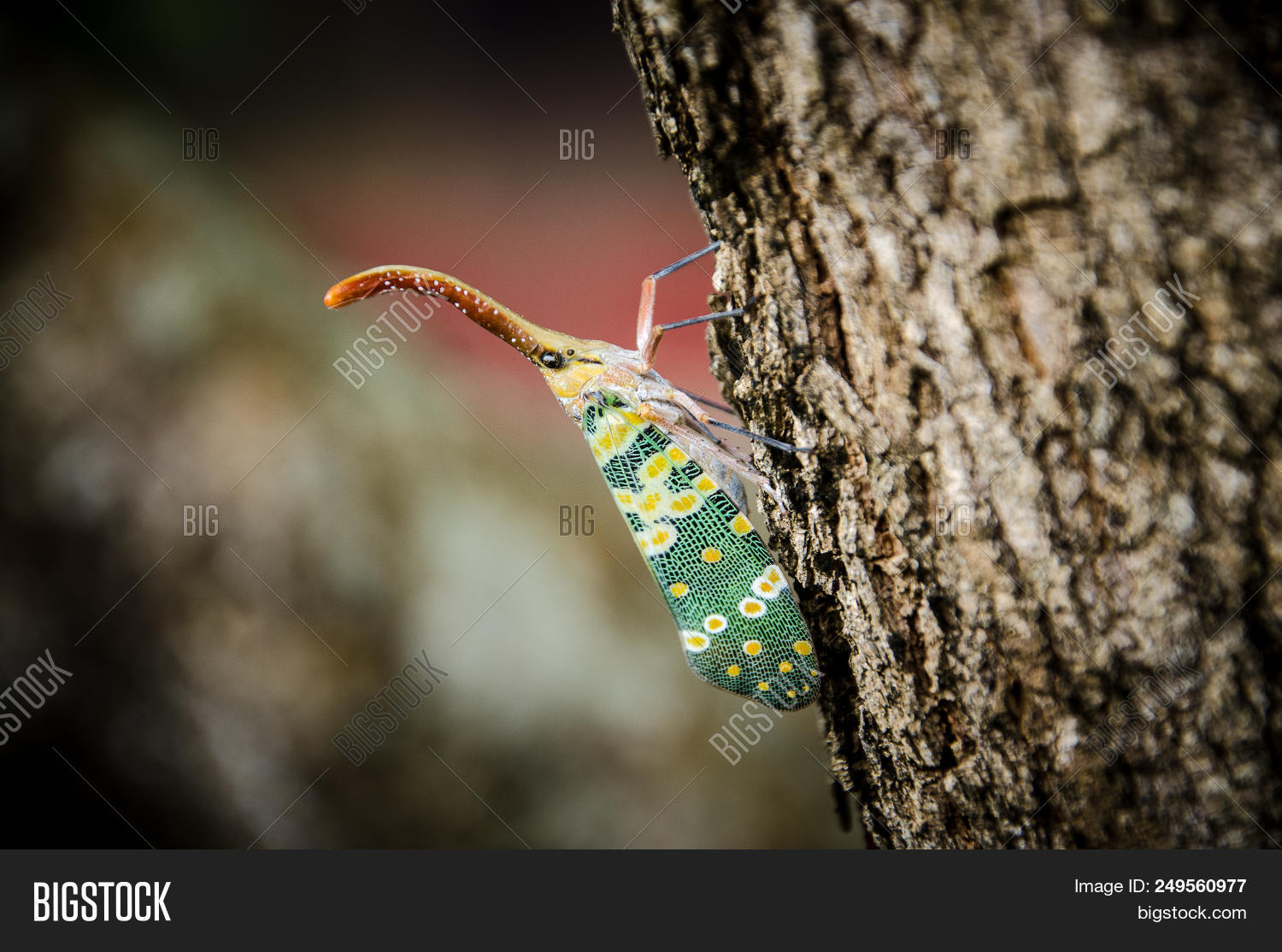 Pyrops Candelaria Image & Photo (Free Trial) | Bigstock