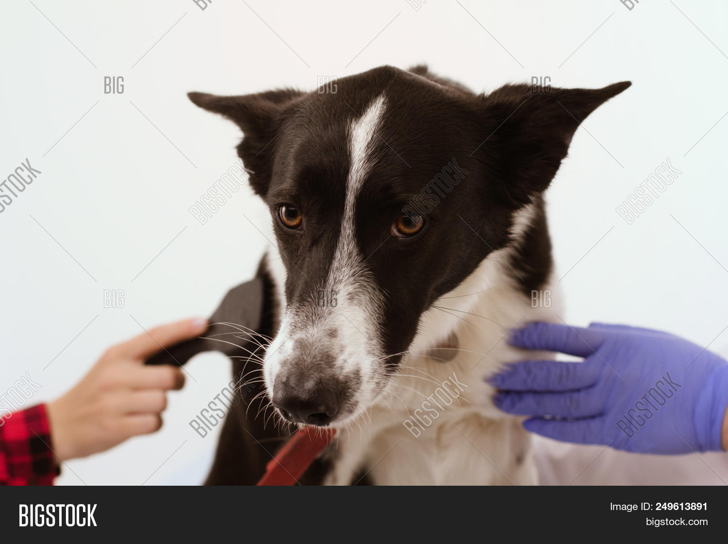 Cute Dog Being Brushed Image & Photo (Free Trial) Bigstock