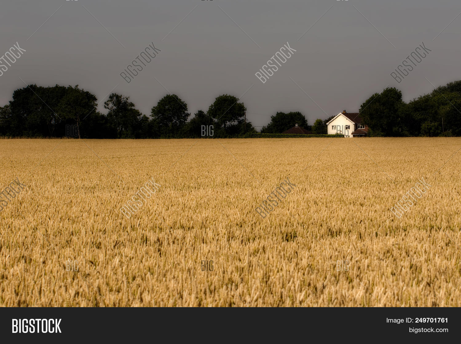 Wheat Field Country Image Photo Free Trial Bigstock