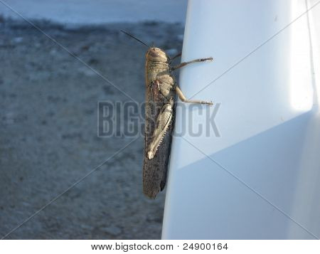 Grasshopper