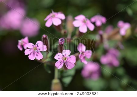 Rock Soapwort Pink Flowers - Latin Name - Saponaria Ocymoides